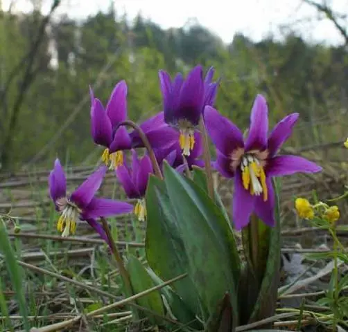 The very first small-bulb perennials - spring color palette