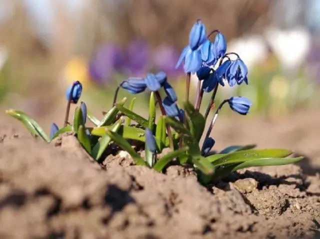 The very first small-bulb perennials - spring color palette