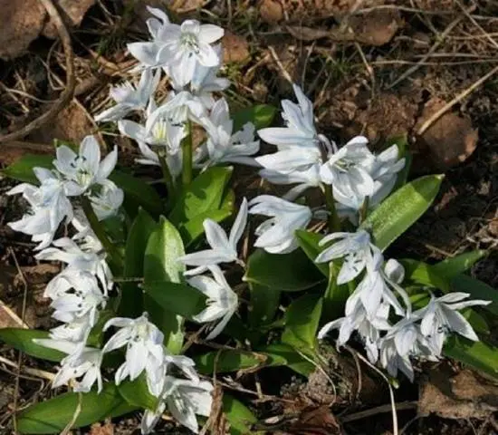 The very first small-bulb perennials - spring color palette