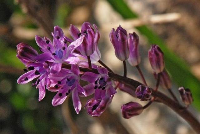 The very first small-bulb perennials - spring color palette