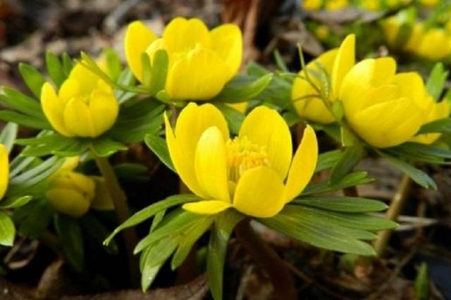 The very first small-bulb perennials - spring color palette