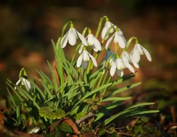 The very first small-bulb perennials - spring color palette