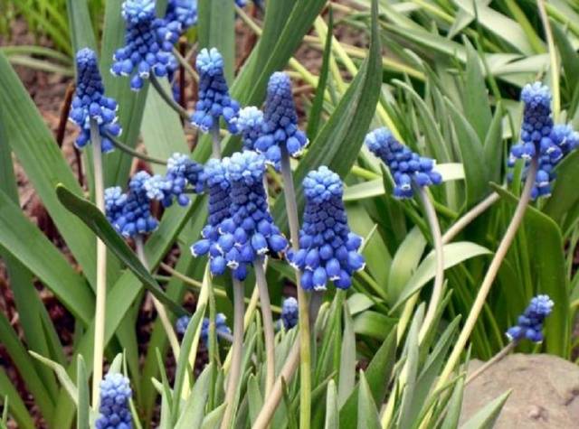 The very first small-bulb perennials - spring color palette