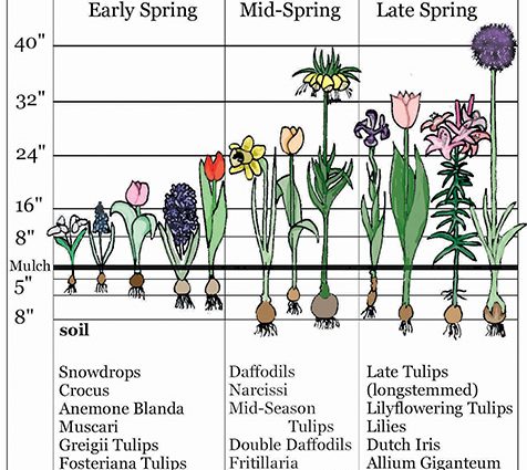 The very first small-bulb perennials &#8211; spring color palette