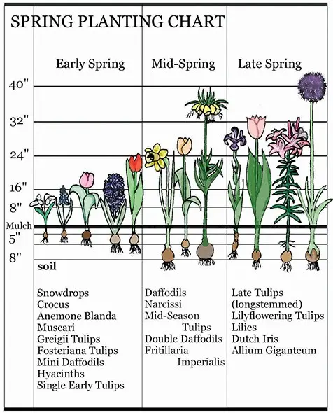 The very first small-bulb perennials &#8211; spring color palette