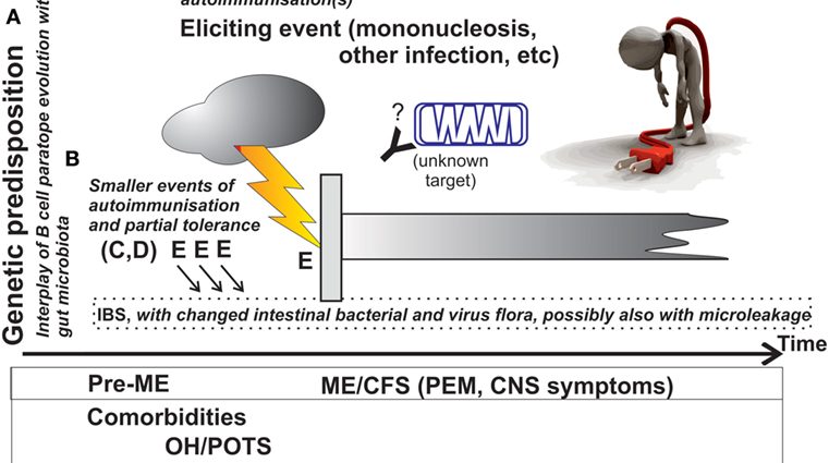 The virus behind Chronic Fatigue Syndrome?