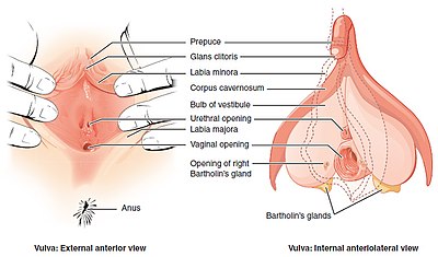 The vulva and its functions. What diseases affect the vulva?