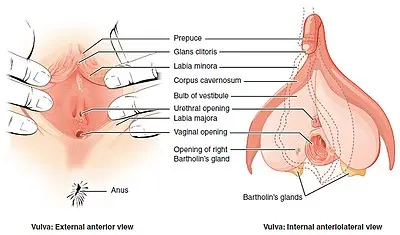 The vulva and its functions. What diseases affect the vulva?