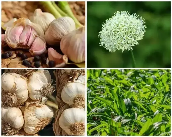 The yield of garlic from 1 weave: how to achieve the maximum?