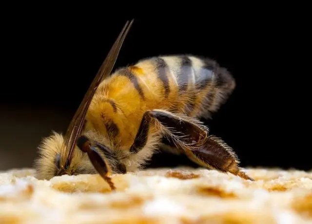 Theft from bees