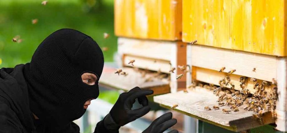 Theft from bees