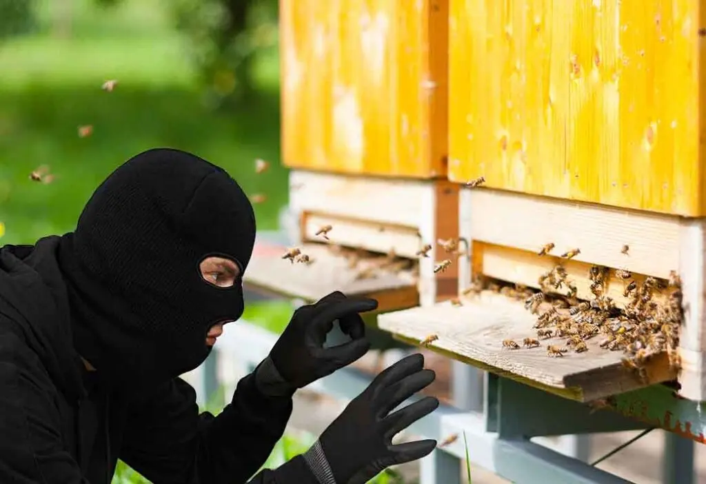 Theft from bees