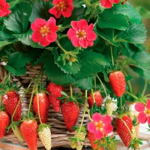 Then it is better to plant strawberries in the fall 