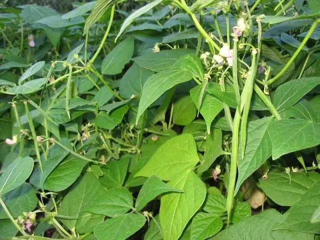 Then it is better to plant strawberries in the fall 