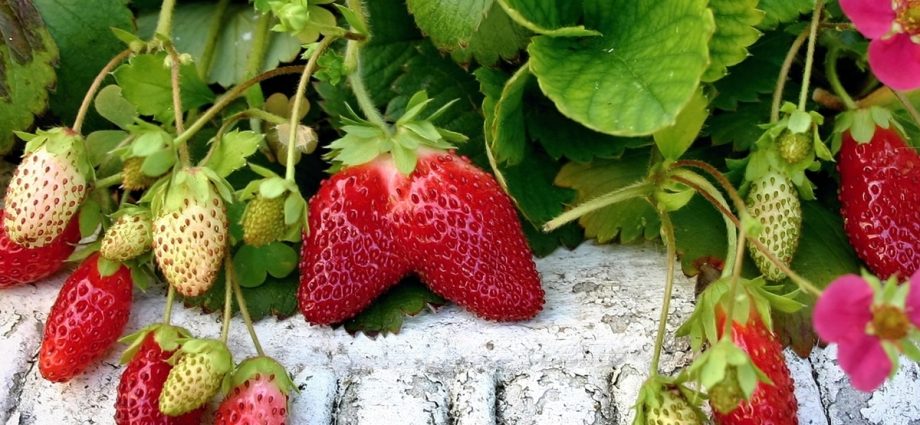 Then it is better to plant strawberries in the fall 