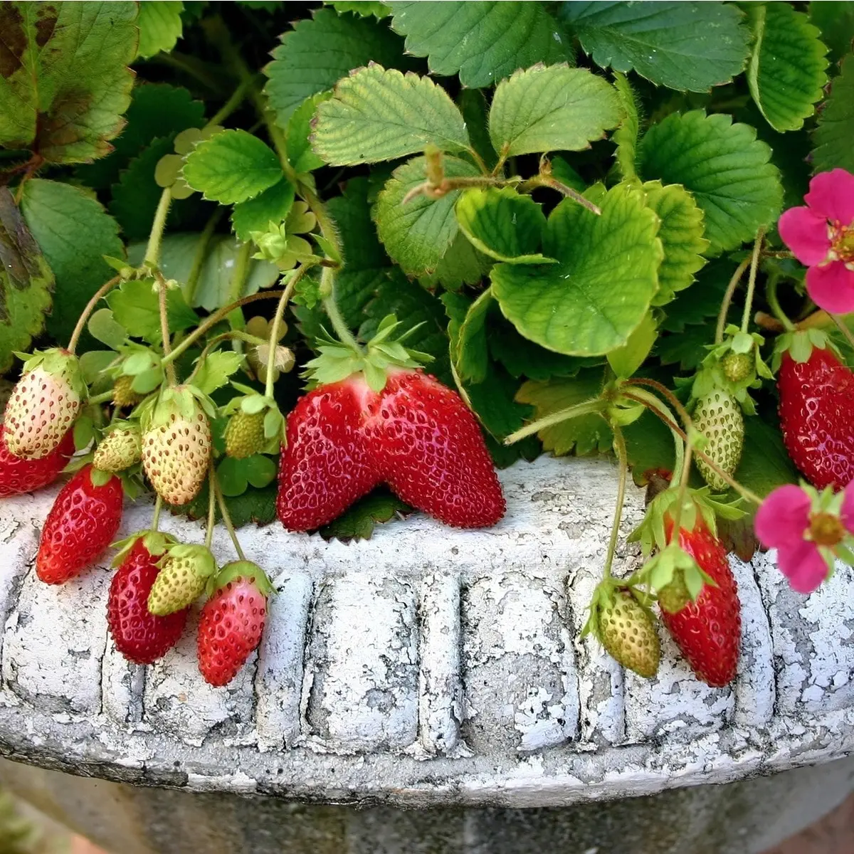 Then it is better to plant strawberries in the fall 