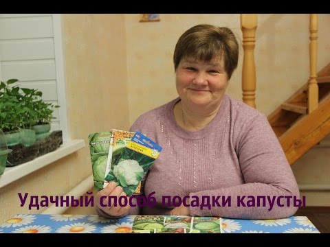 Then it is right to plant cabbage: the best neighbors in the garden - plodovie.ru