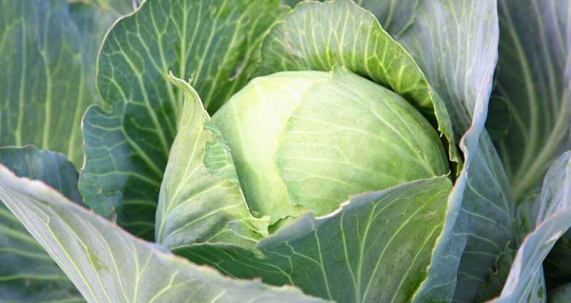 Then it is right to plant cabbage: the best neighbors in the garden &#8211; plodovie.ru