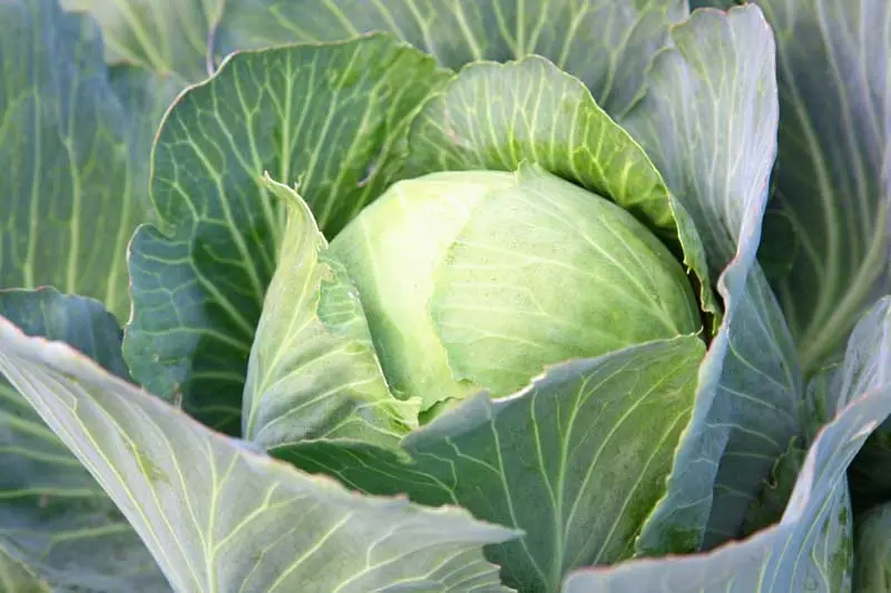 Then it is right to plant cabbage: the best neighbors in the garden &#8211; plodovie.ru