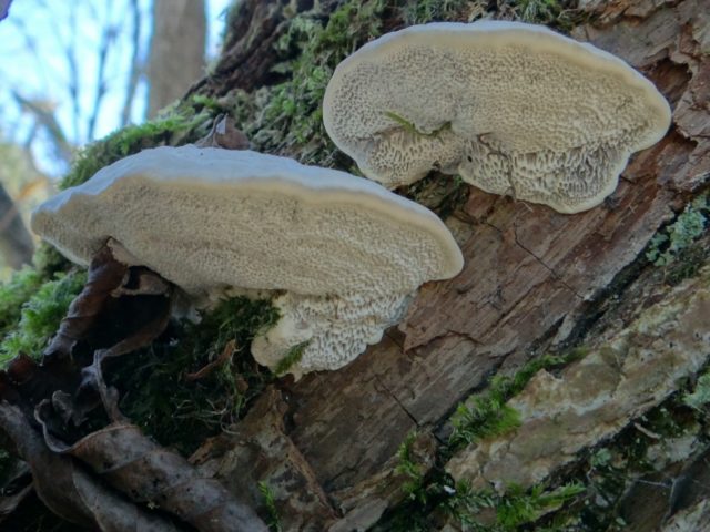 Theolus Schweinitz (Trutovik Schweinitz): photo and description, impact on trees