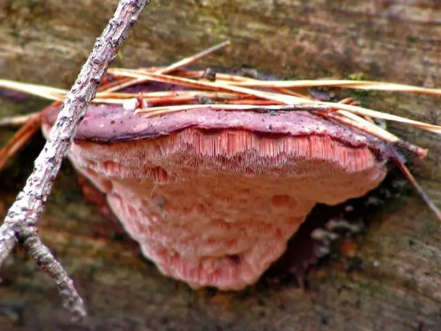 Theolus Schweinitz (Trutovik Schweinitz): photo and description, impact on trees