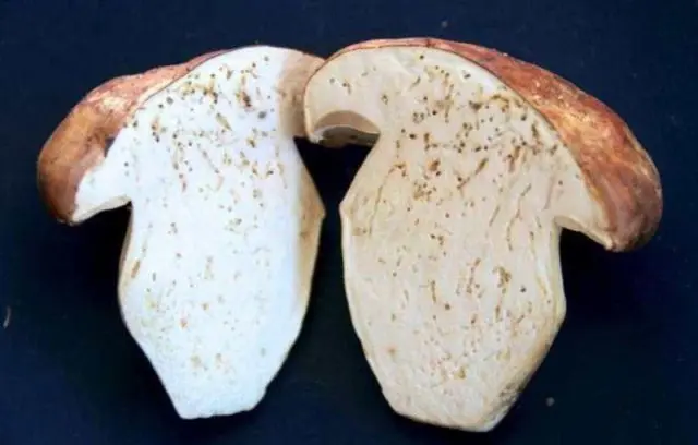 There are worms in porcini mushrooms and how to get them out