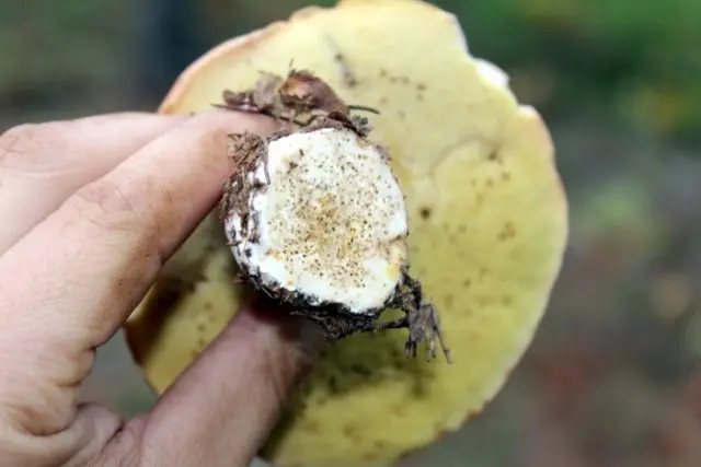 There are worms in porcini mushrooms and how to get them out