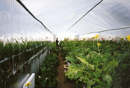 Thermos greenhouse: pros and cons of design, installation