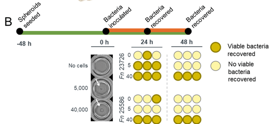 These bacteria may be associated with colorectal cancer. New scientific reports