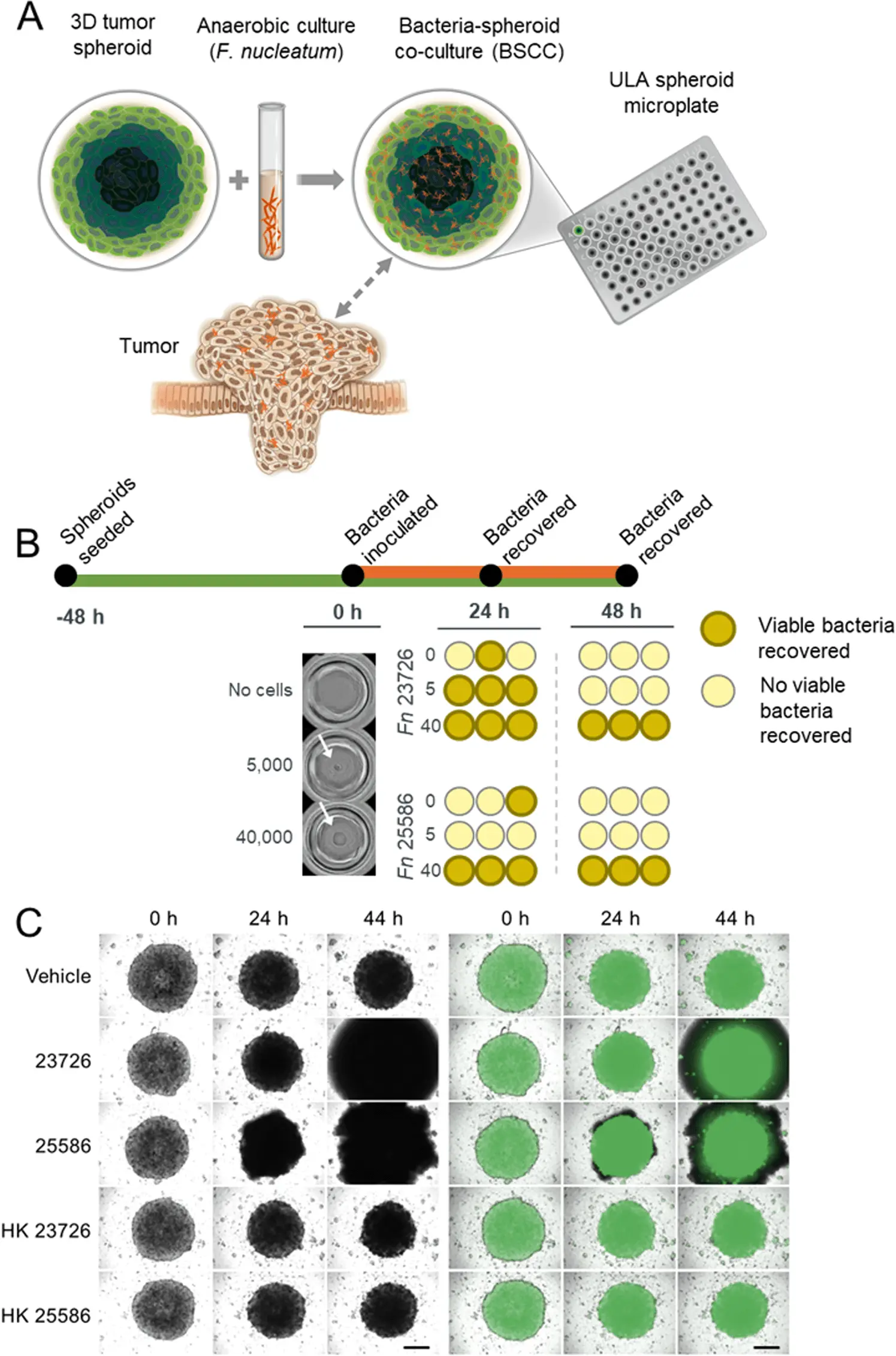 These bacteria may be associated with colorectal cancer. New scientific reports