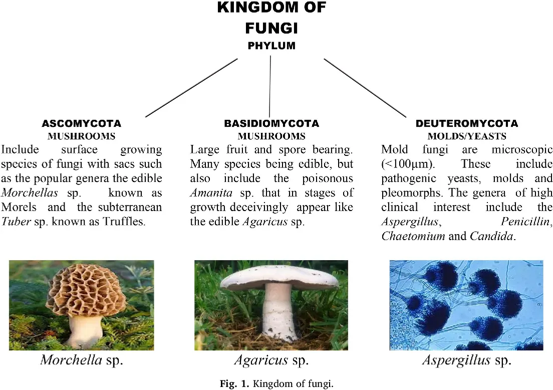These fruits and mushrooms appear edible but can be deadly!