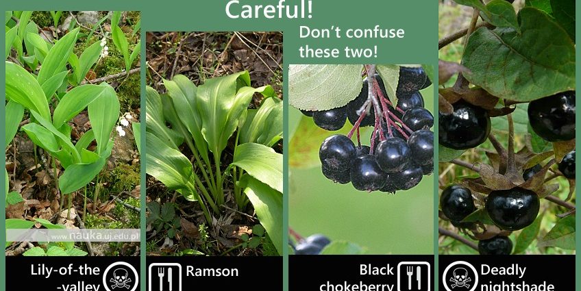 These Polish plants are deadly. Be careful! [LIST]