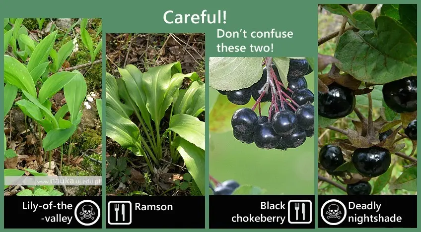 These Polish plants are deadly. Be careful! [LIST]