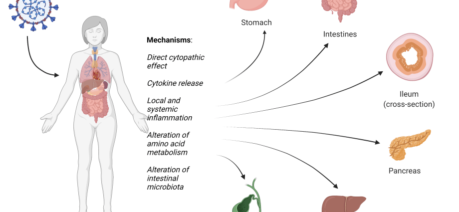 They examined the dead from COVID-19. The virus is destroying the intestines