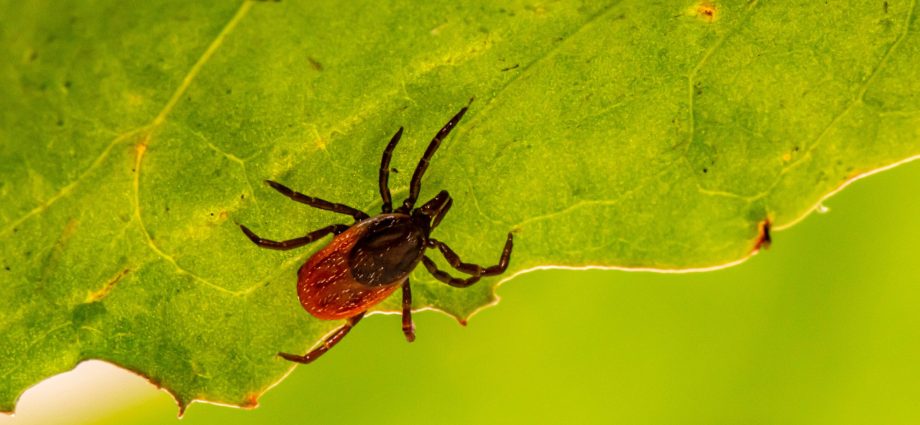 They lurk not only in the forests. What diseases do ticks transmit?