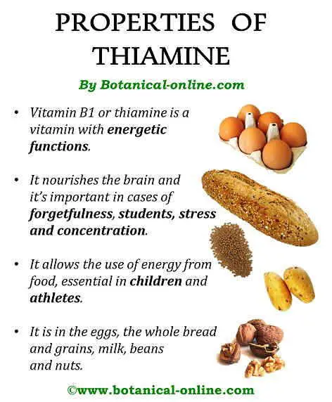 Thiamin &#8211; sources, properties, action. Excess and deficiency of thiamine