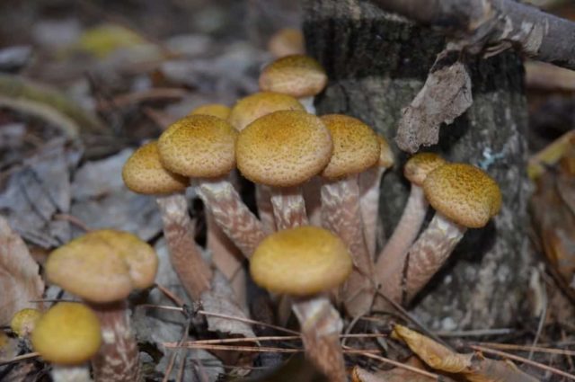 Thick-legged autumn mushrooms (on a thick leg): photo and description of how to cook