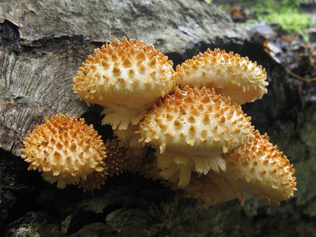 Thick-legged autumn mushrooms (on a thick leg): photo and description of how to cook