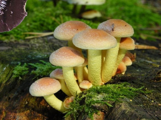 Thick-legged autumn mushrooms (on a thick leg): photo and description of how to cook