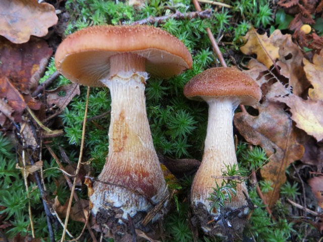 Thick-legged autumn mushrooms (on a thick leg): photo and description of how to cook