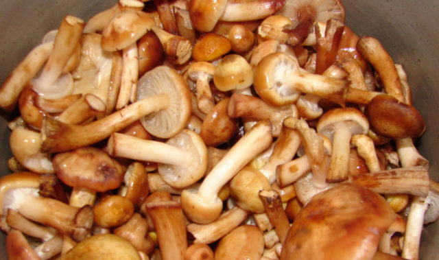 Thick-legged autumn mushrooms (on a thick leg): photo and description of how to cook