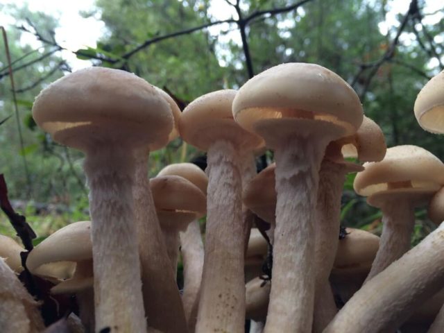 Thick-legged autumn mushrooms (on a thick leg): photo and description of how to cook