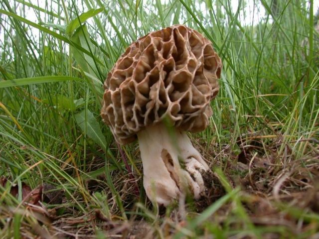 Thick-legged morel: description and photo