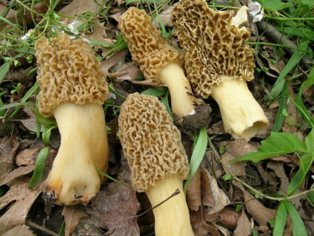 Thick-legged morel: description and photo