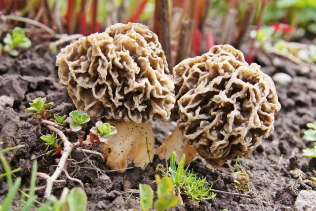 Thick-legged morel: description and photo