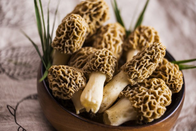 Thick-legged morel: description and photo