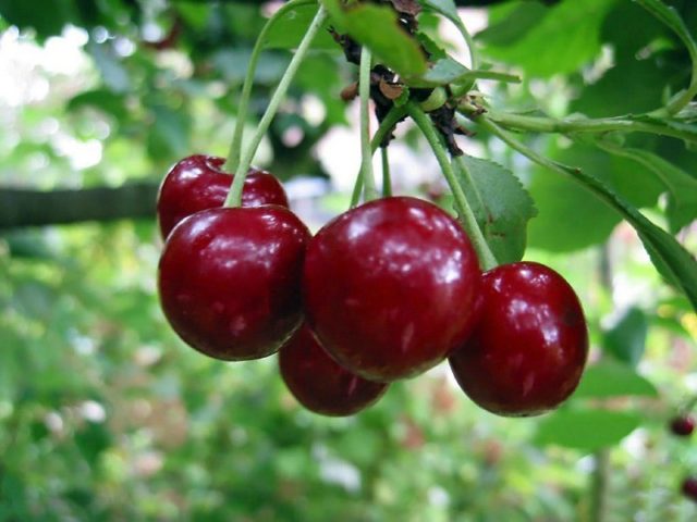 Thick pitted cherry jam with pits: delicious and simple recipes for the winter