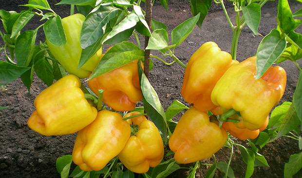 Thick-walled peppers