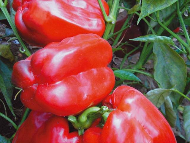 Thick-walled peppers