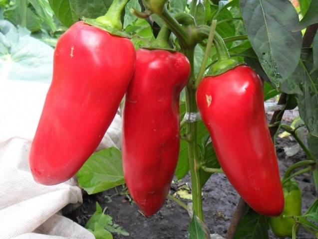 Thick-walled peppers